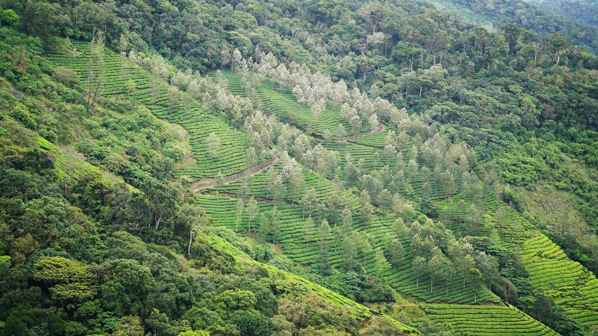 Hotel The Teatree Munnar Suryanelli